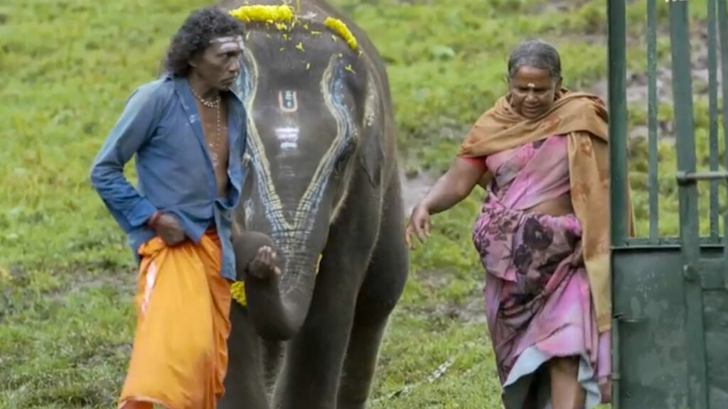 The Elephant Whisperer short documentary.