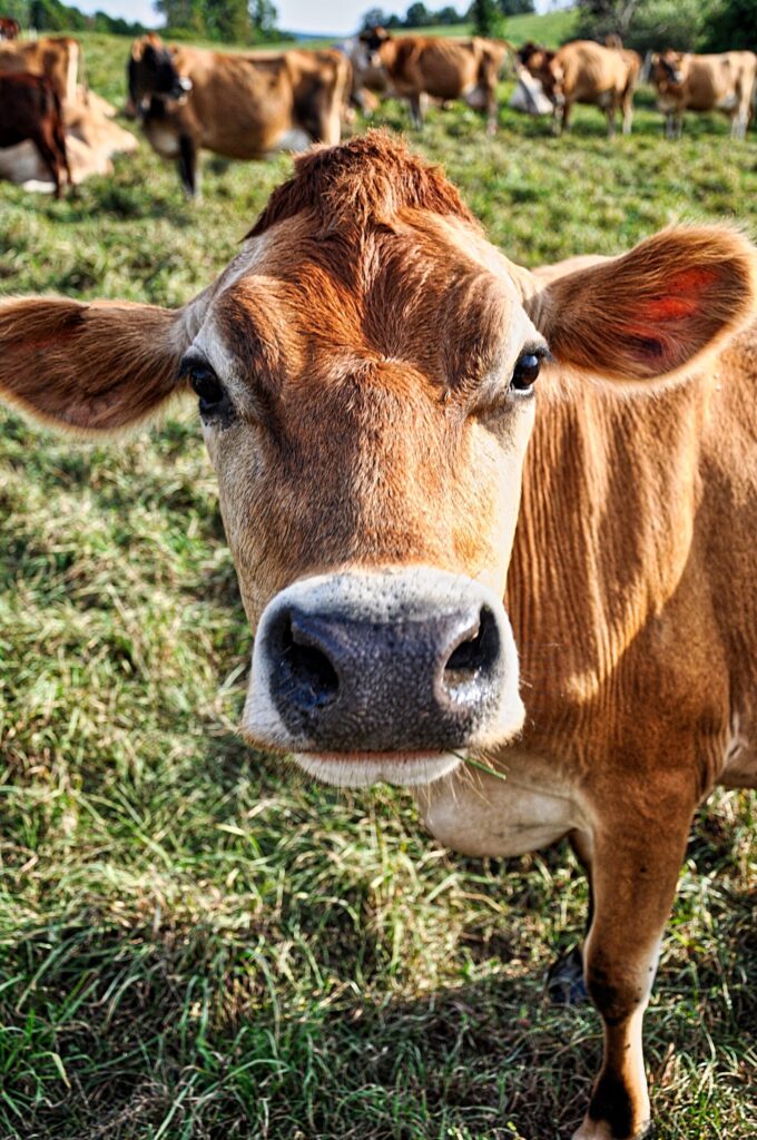 Jersey cow image